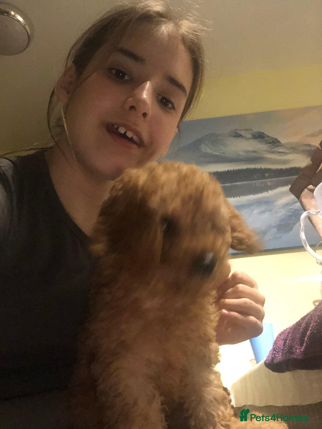 Cavapoo dogs for sale: Cavapoo F1b girl puppy reduced as a small hernia  - Image 3