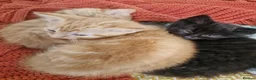 Mixed Breed cats for sale: Ginger and grey and black and tabby kittens - Advert 6
