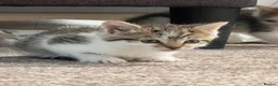 Mixed Breed cats for sale: 4 kittens  - Advert 26