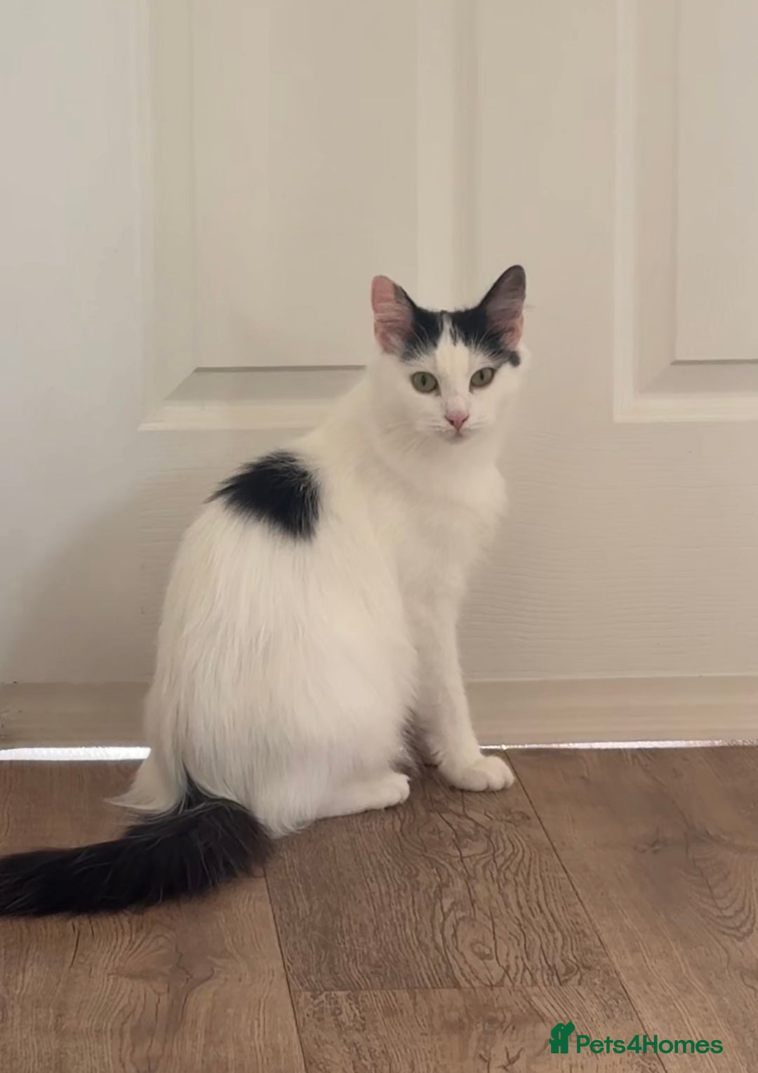 Ragdoll cats for sale: Beautiful Ragdoll Kitten - Advert 9