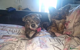 Chihuahua dogs for sale: Pedigree chihuahua brindle semi long coat  - Image 4