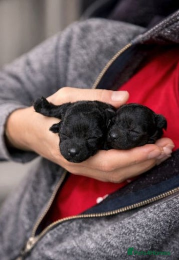 Toy Poodle dogs Beautiful toy poodle girl  - Advert 11