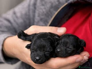 Toy Poodle dogs Beautiful toy poodle girl - Advert 11