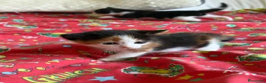 Female calico