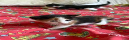 Mixed Breed cats for sale: 4 healthy kittens ready in the next upcoming weeks - Advert 11