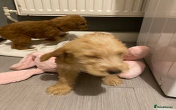 Labradoodle dogs for sale:  Australian Labradoodles Show Cocker Spaniel - Image 29