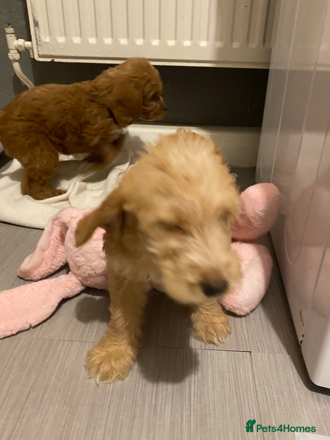 Labradoodle dogs for sale:  Australian Labradoodles Show Cocker Spaniel - Image 29