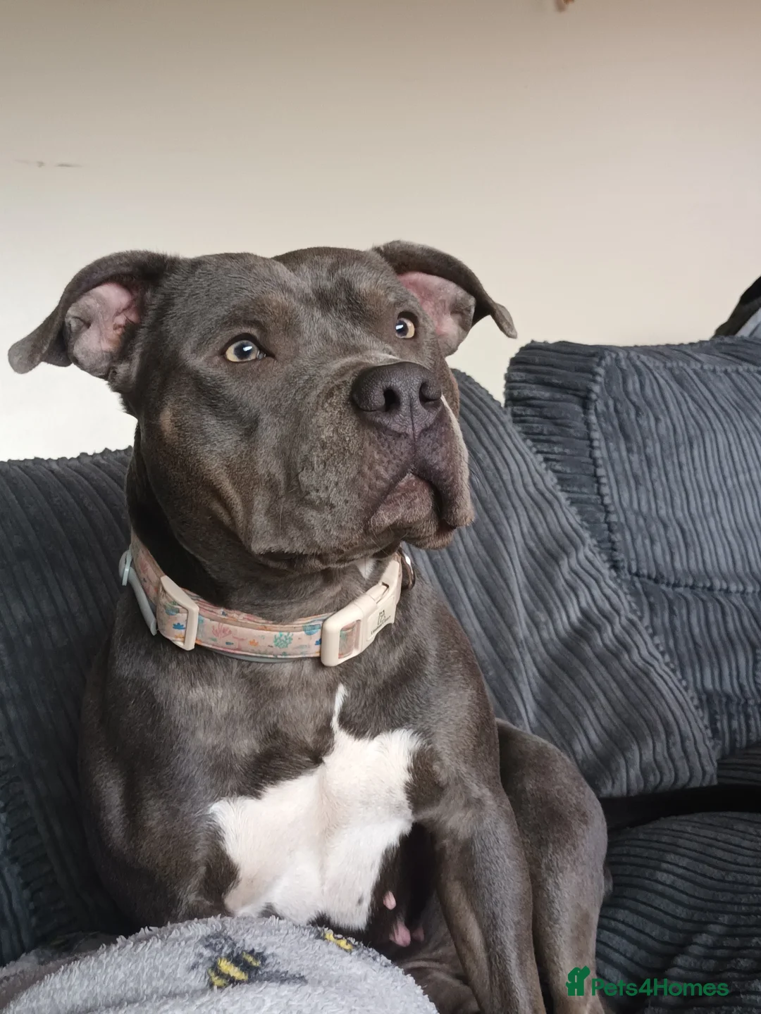 American Bully dogs for sale: Bonded pair of bullies - Advert 11