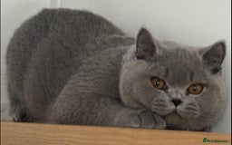 British Shorthair cats for sale: Fawn tortie girl  - Advert 7