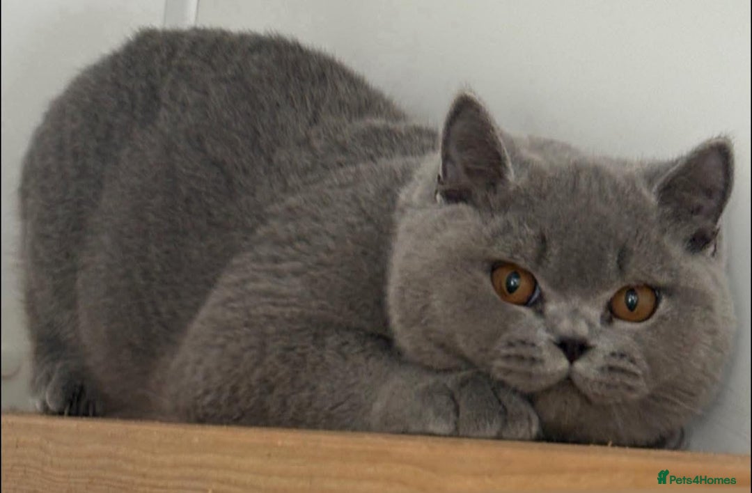 British Shorthair cats for sale: Fawn tortie girl  - Advert 7