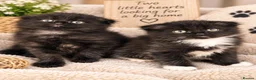 Scottish Fold cats for sale: Scottish fold kittens  - Advert 3