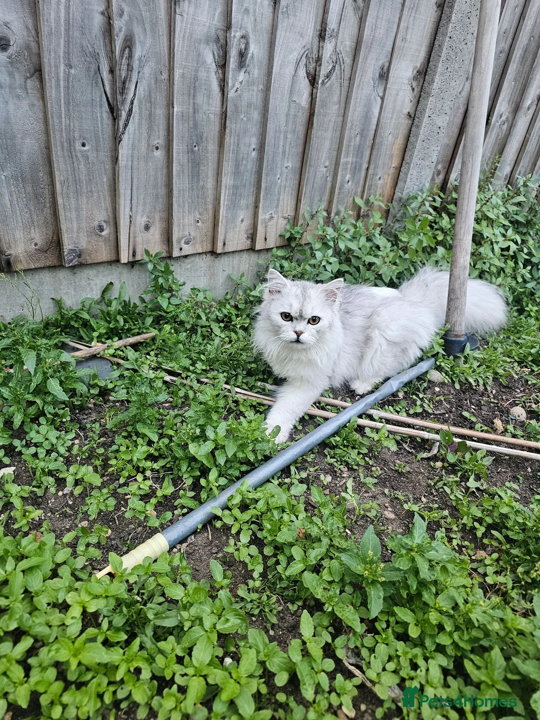 Persian cats for sale: Pure Persian Cat - Advert 2