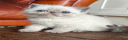 Exotic cats for sale: Last Remaining  Exotic Shorthair Kitten - Advert 32