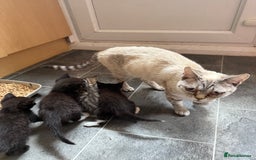 British Shorthair cats for sale: Gorgeous fluffy kittens for sale half bengal  - Image 7