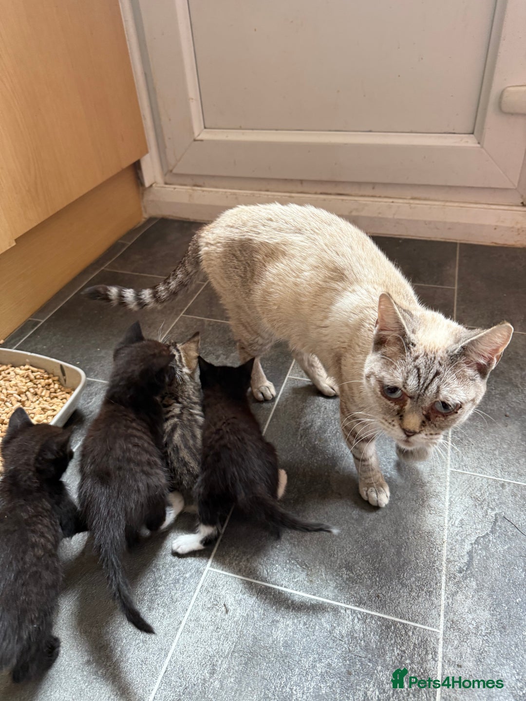 British Shorthair cats for sale: Gorgeous fluffy kittens for sale half bengal  - Image 7
