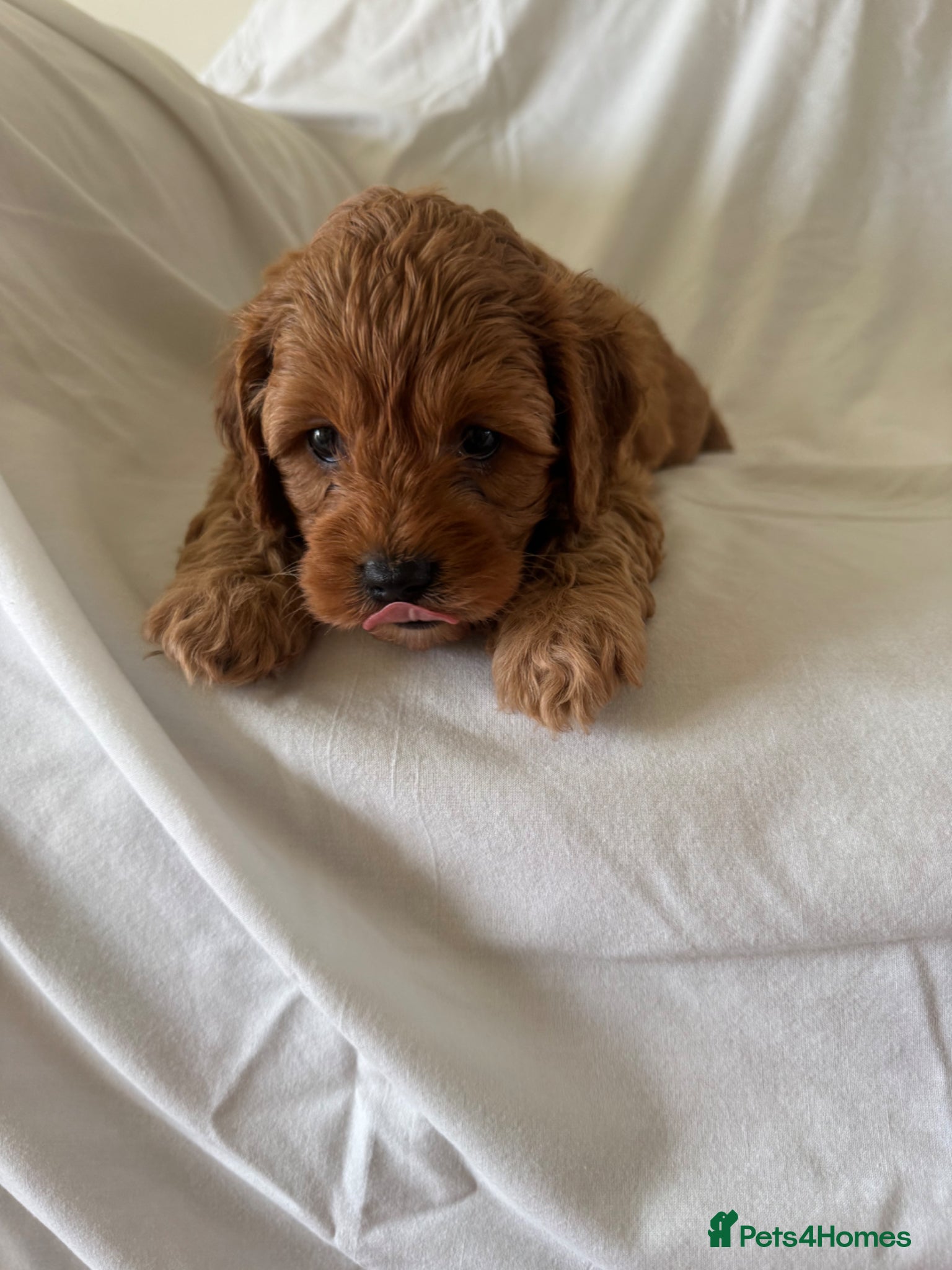 Cavapoo dogs Stunning F1 cavapoos - Advert 1