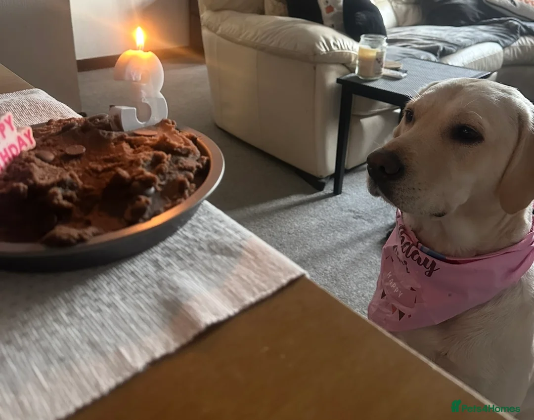 Goldador dogs for sale: Beautiful Goldador Pups  - Advert 13