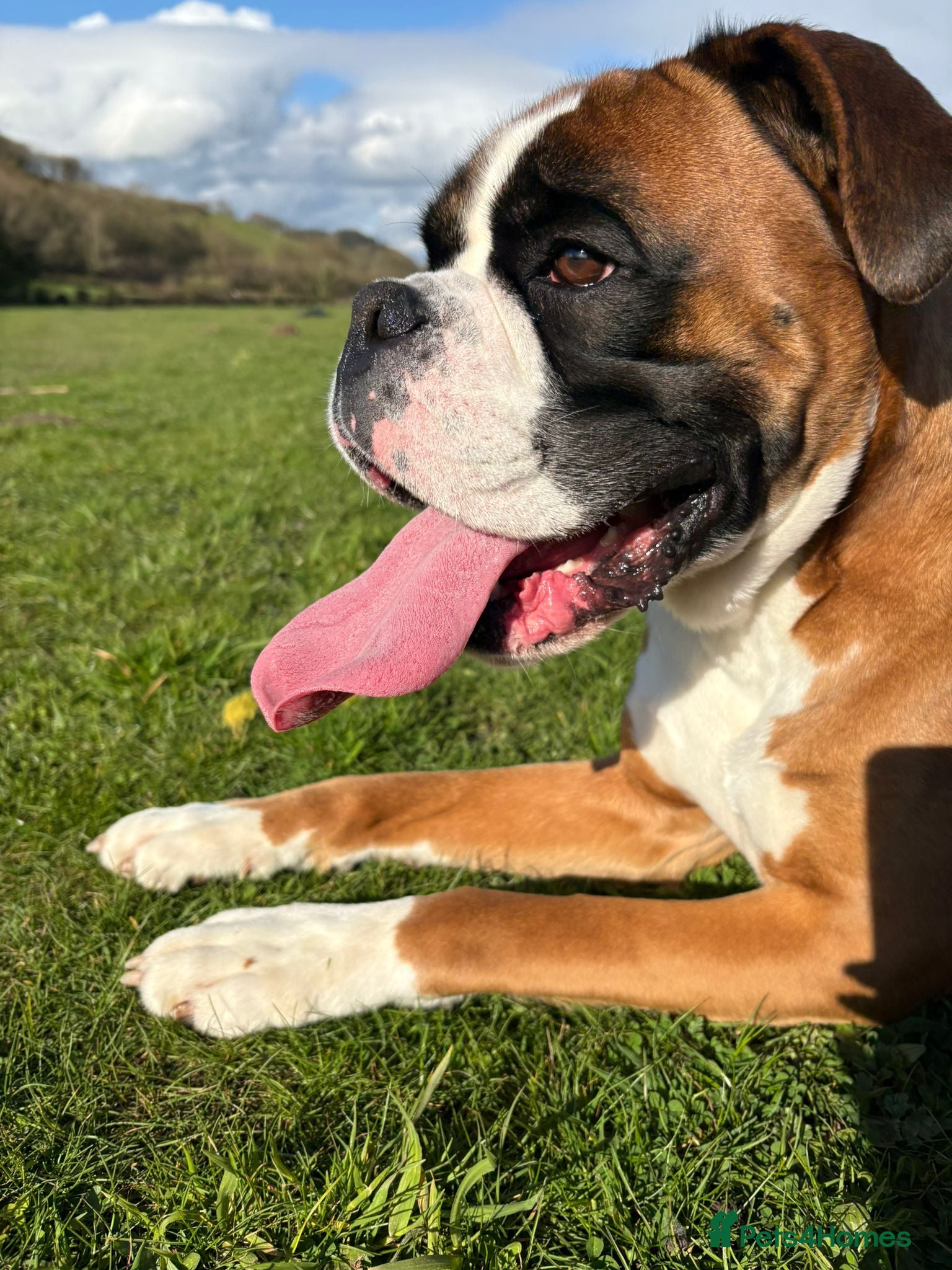 Boxer dogs BOXER - Stud  - Advert 1
