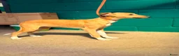 Lurcher dogs for sale: Quality Lurcher pups  - Advert 10