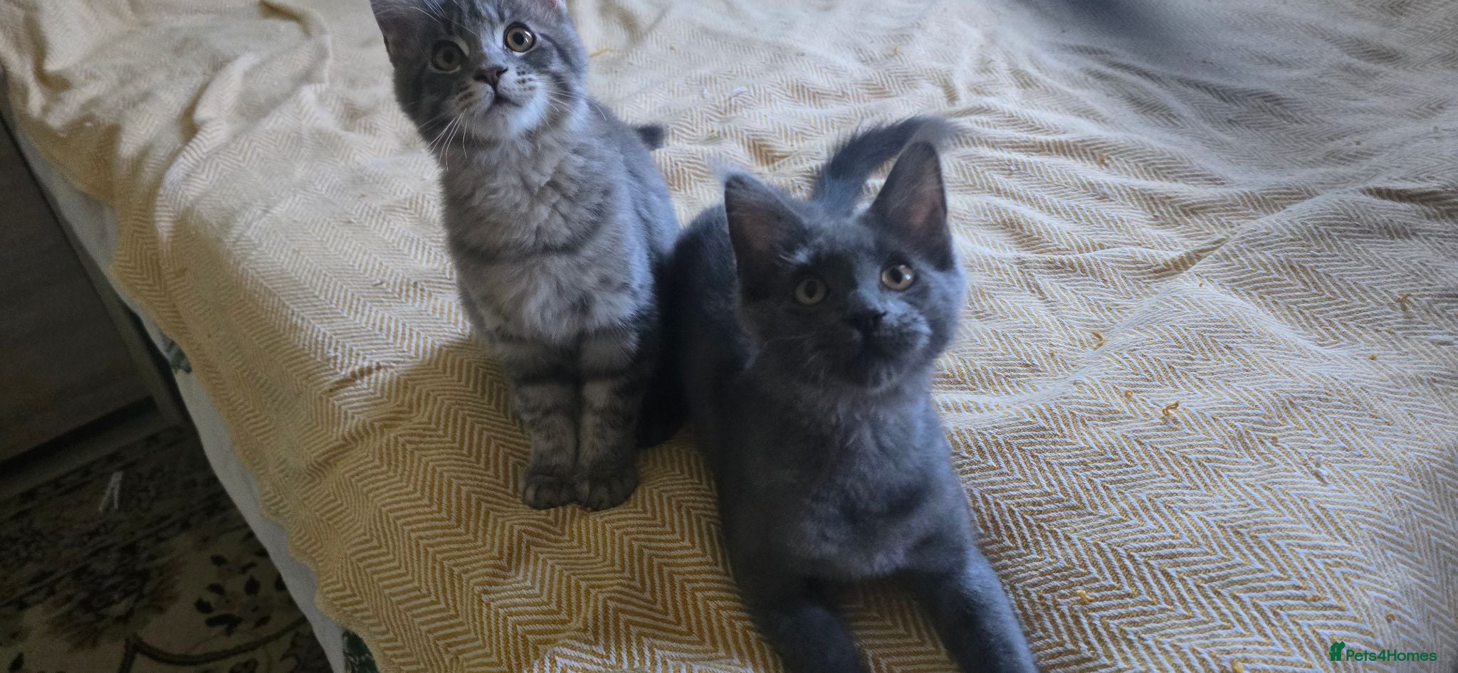 Maine Coon cats Maine Coon Kitten ready - Advert 11