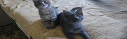 Maine Coon cats for sale: Maine Coon Kitten ready - Advert 3