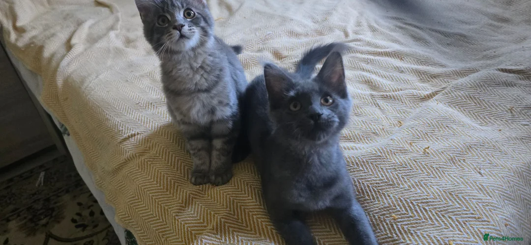 Maine Coon cats for sale: Maine Coon Kitten ready - Advert 2