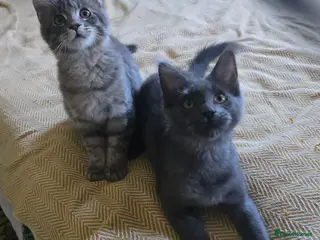 Maine Coon cats Maine Coon Kitten ready - Advert 11
