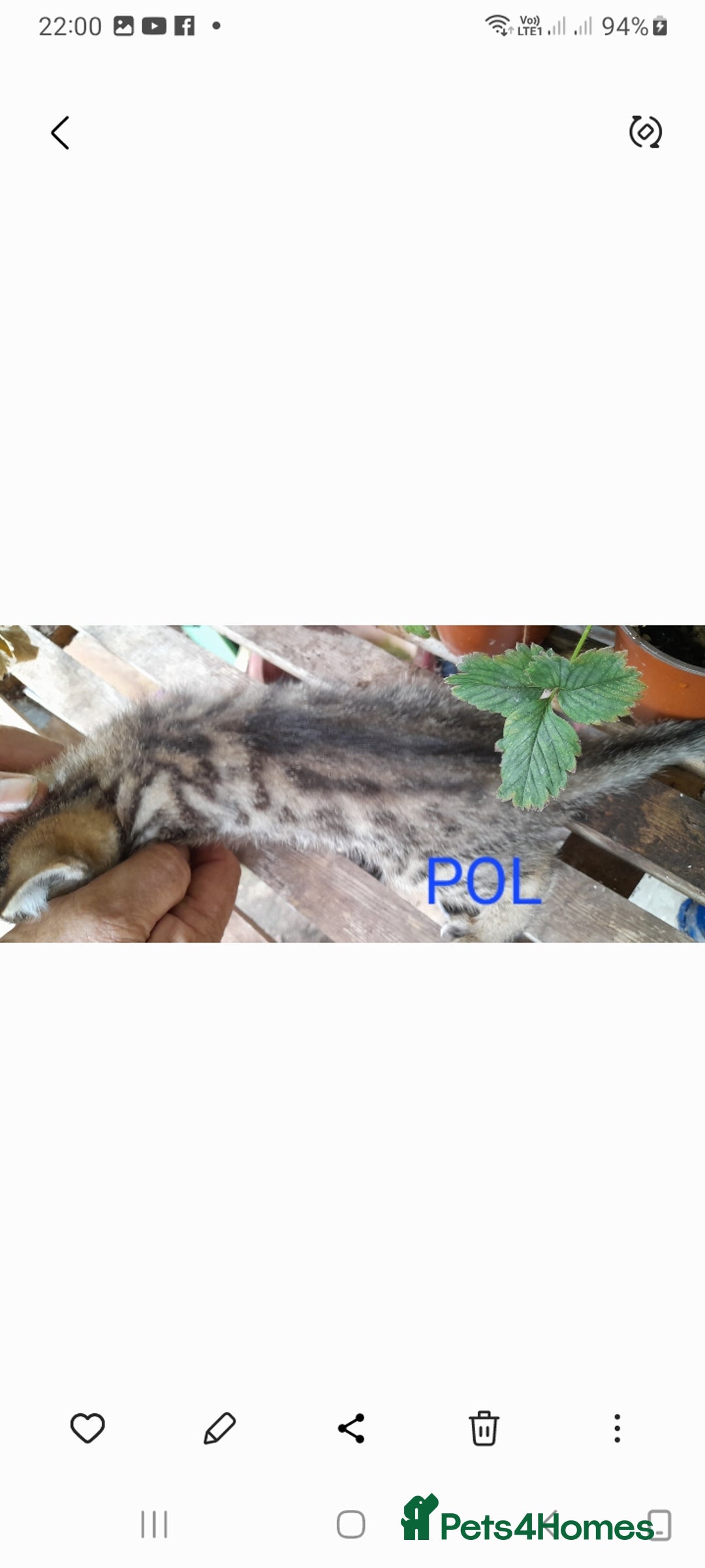 Mixed Breed cats for sale: Beautiful farm kittens  - Image 8