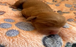 Cockapoo dogs for sale: Beautiful cockerpoo puppies  - Image 1