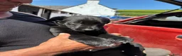 Huntaway dogs for sale: Beautiful Huntaway X Collie Pups - Advert 16