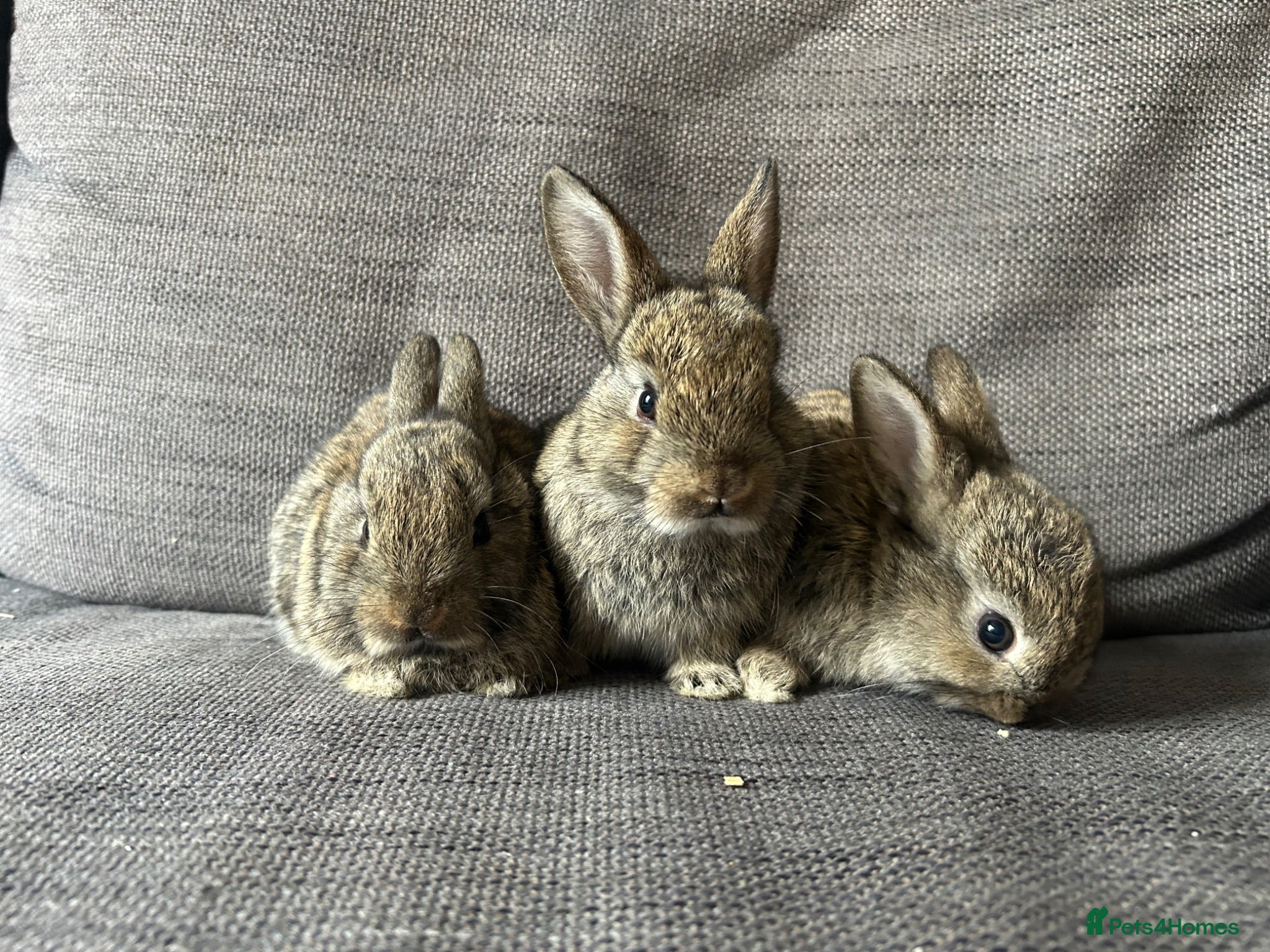 Mixed Breed rabbits Mixed breed baby rabbits - Advert 8