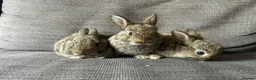 Mixed Breed rabbits for sale: Mixed breed baby rabbits in Hyde - Advert 4