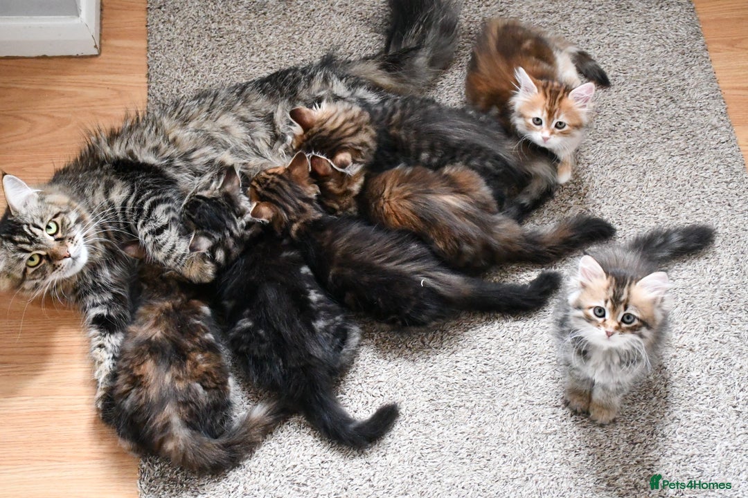 Siberian cats for sale: Beautiful purebred Siberian kittens-Hypoallergenic - Image 5