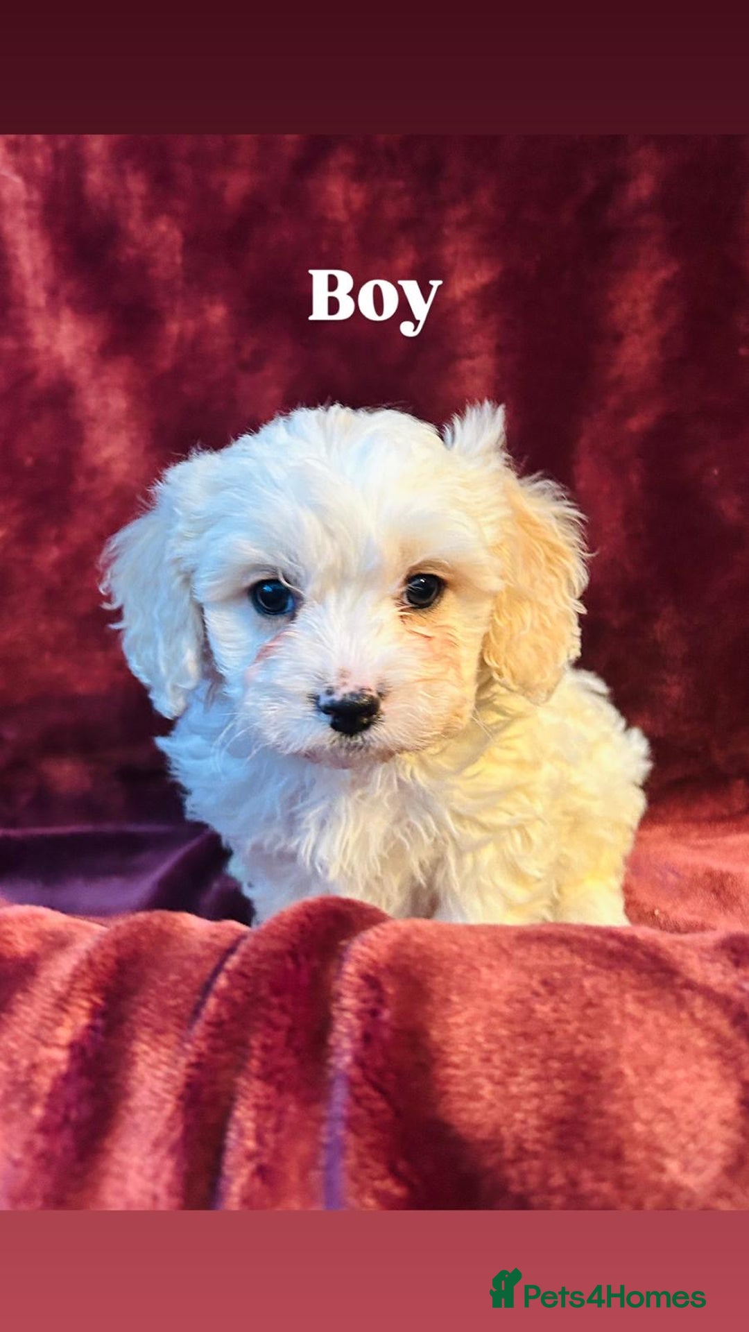 Cavachon dogs for sale: Outstanding F1 Cavachon puppies - Advert 6