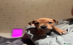 Mixed Breed dogs for sale: Mastiff hybrid - Advert 12