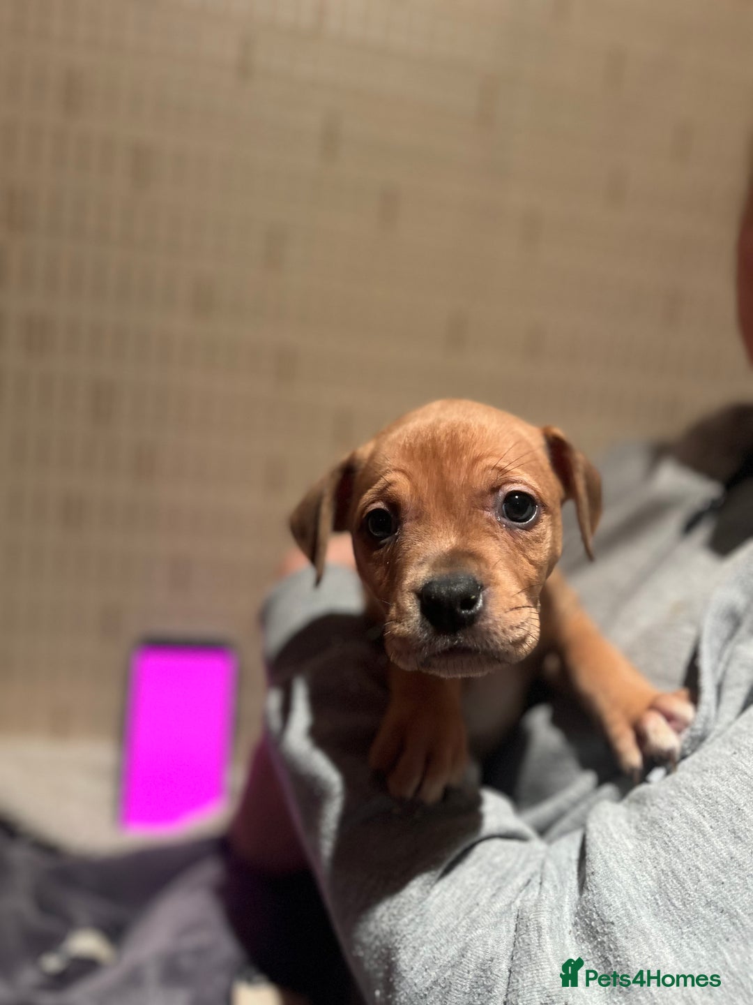 Mixed Breed dogs for sale: Mastiff hybrid - Advert 12