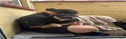 Mixed Breed dogs for sale: shadow for rehoming - Advert 18