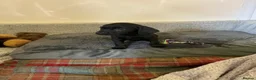 Labrador Retriever dogs for sale: Labrador  in Doncaster - Advert 7