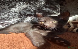 Domestic Shorthair cats for sale: Male black kittens  in Worthing - Image 11