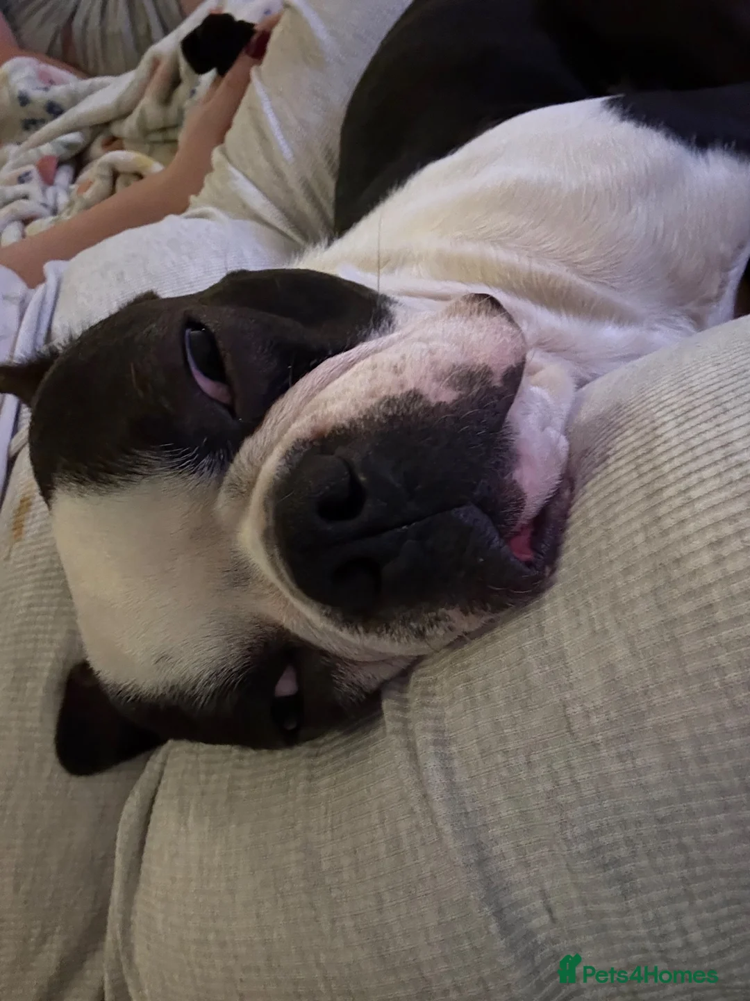 Boston Terrier dogs for sale: Beautiful Boston terrier  in Ashford - Advert 1