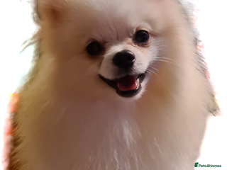 Pomeranian dogs in Bedford - Advert 13