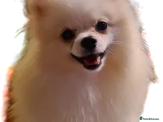 Pomeranian dogs White russian line kc reg pom in Bedford - Advert 7