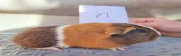 Guinea Pig rodents for sale: Baby Guinea Pigs  in Usk - Advert 10