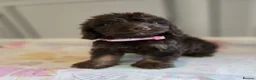 Cockapoo dogs for sale: Beautiful Cockapoo babies in Barnsley - Advert 3