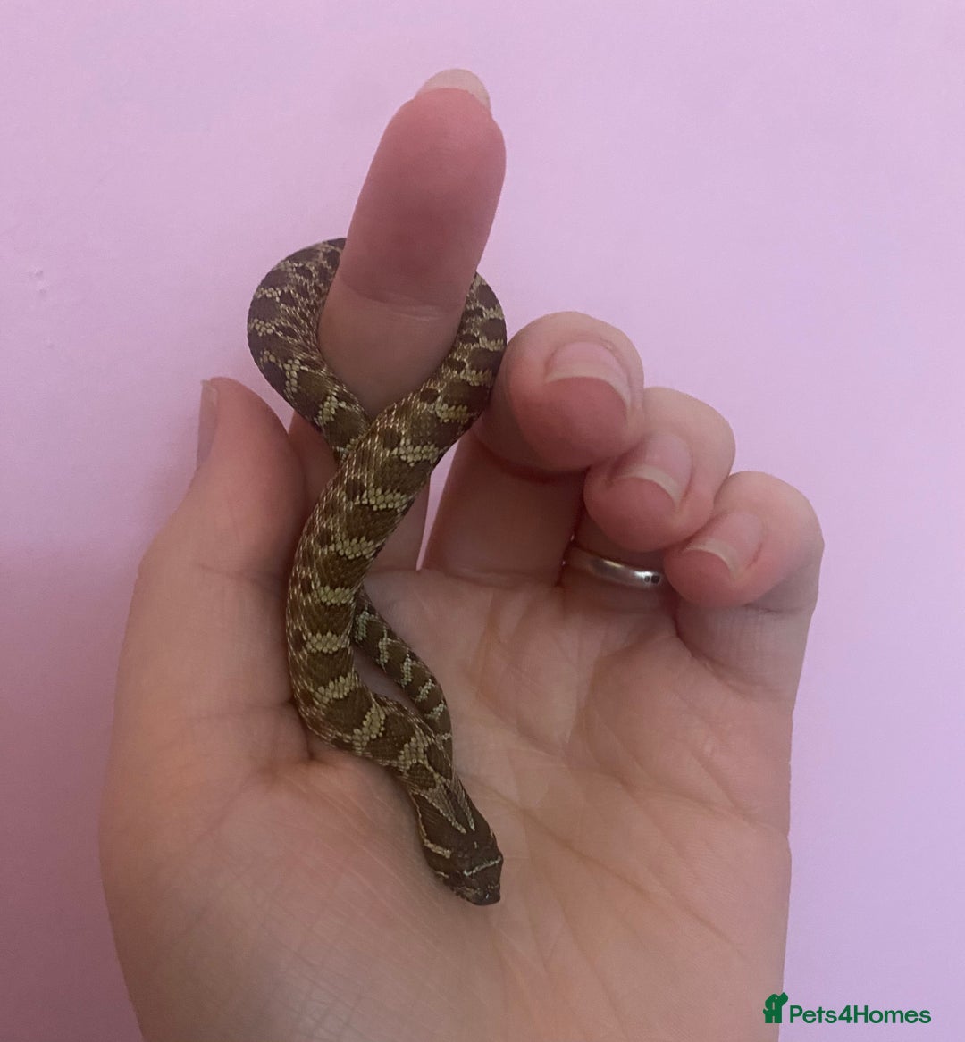 Snake reptiles for sale: Baby hognoses!! - Advert 1