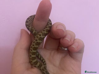 Snake reptiles Baby hognoses!! - Advert 1