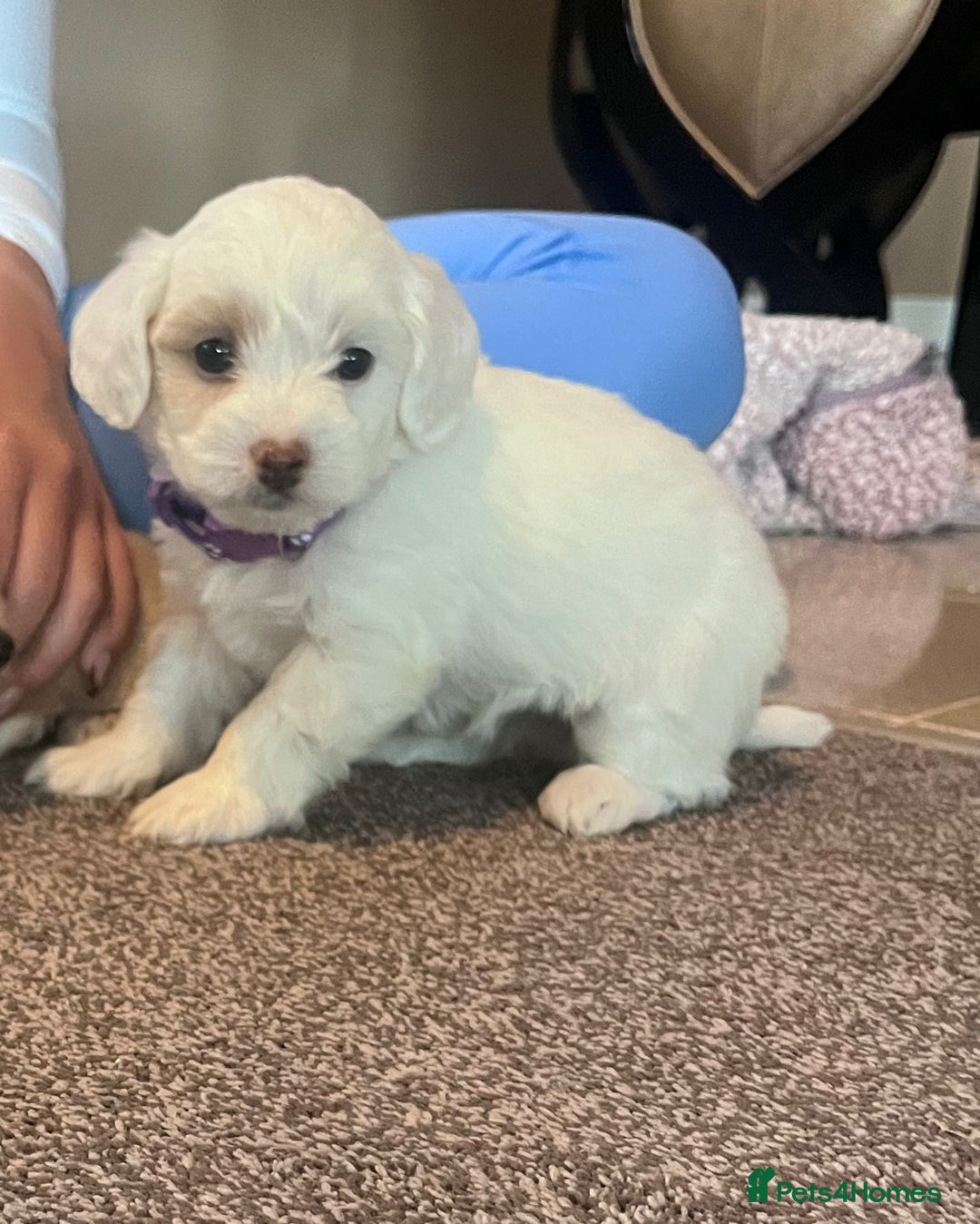 Maltipoo dogs for sale: Toy Maltipoo Puppies - Advert 5