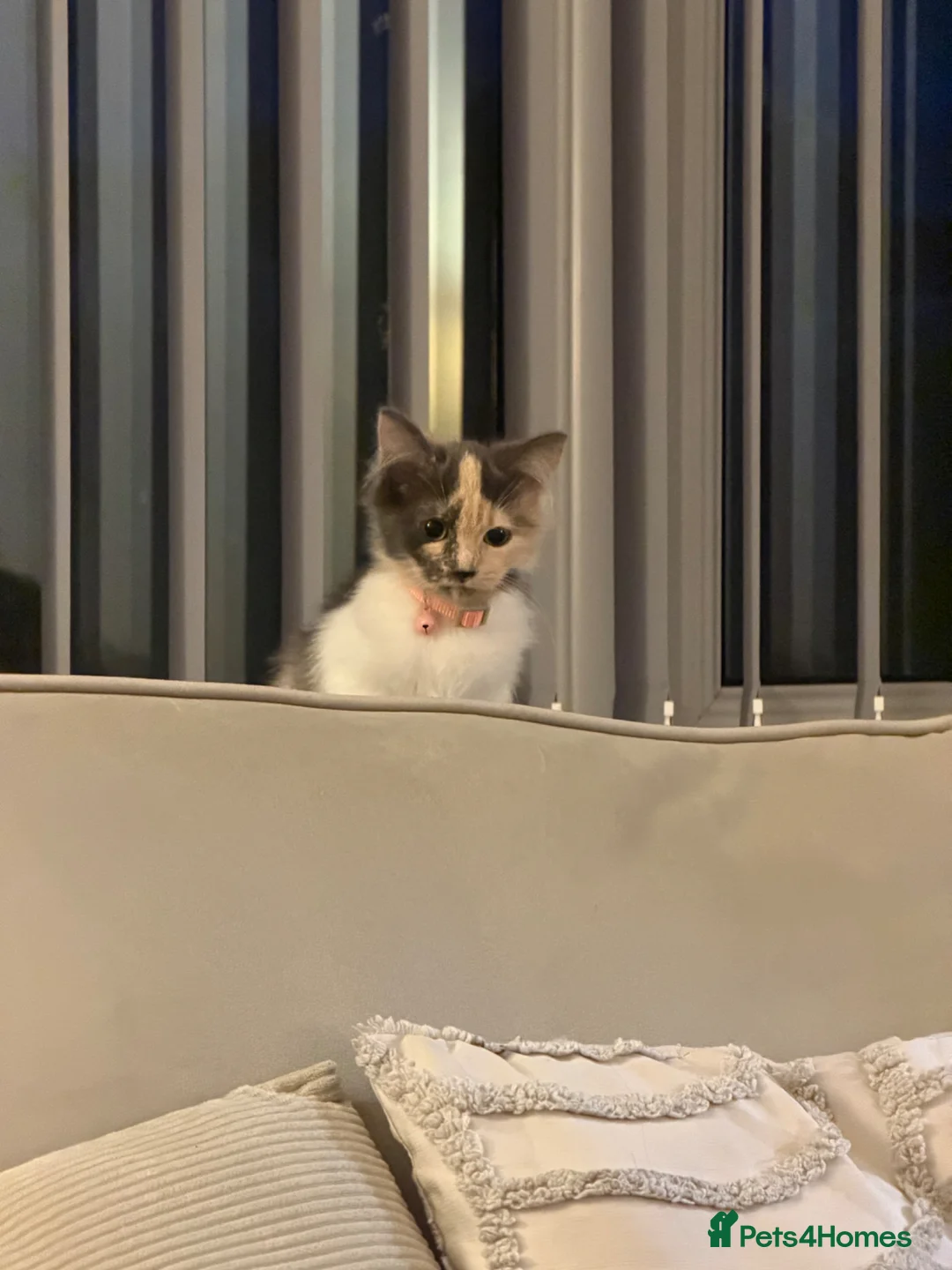 Mixed Breed cats for sale: Adorable female kitten  - Advert 1
