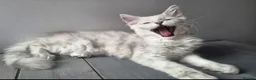 Maine Coon cats for sale: Maine Coon Kittens Looking for Loving Homes - Advert 5