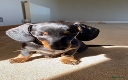 Dachshund dogs for sale: Miniature x standard dachshund pup for sale - Image 2
